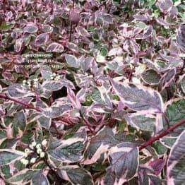 Дерен белый Сибирика Вариегата (Cornus alba Sibirica variegata) ФОТО Питомник растений Природа Priroda (25)