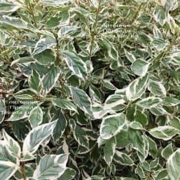 Дерен отприсковий Вайт Голд (Cornus stolonifera White Gold) ФОТО Розплідник рослин Природа Priroda (18)
