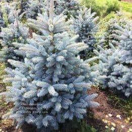 Ель голубая Супер Блю Сидлингс (Picea pungens Super Blue Seedlings) ФОТО Питомник растений Природа Priroda (244)