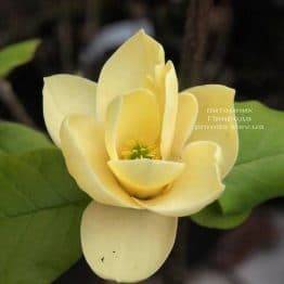 Магнолия Хоней Тюлип (Honey Tulip) ФОТО Питомник растений Природа Priroda (115)