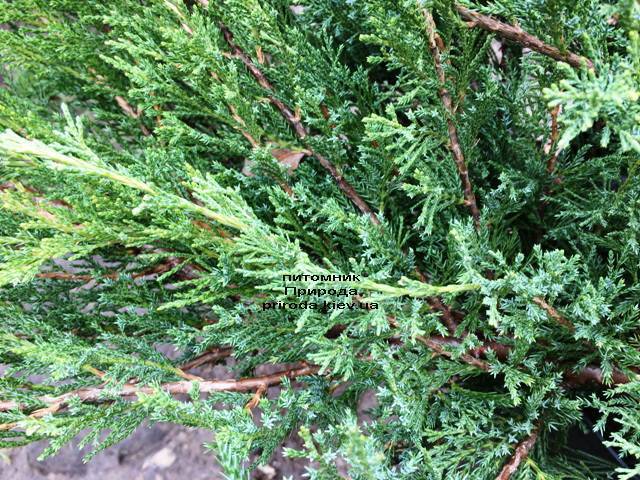 Можжевельник казацкий Блю Данау / Блю Дануб (Juniperus sabina Blaue Donau / Blue Danube) ФОТО Питомник растений Природа Priroda (252)