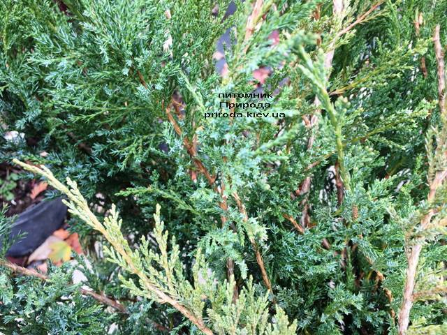 Можжевельник казацкий Блю Данау / Блю Дануб (Juniperus sabina Blaue Donau / Blue Danube) ФОТО Питомник растений Природа Priroda (247)