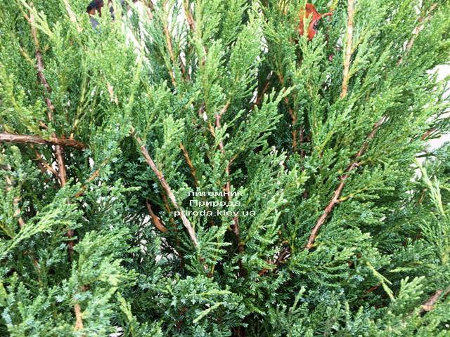 Можжевельник казацкий Блю Данау / Блю Дануб (Juniperus sabina Blaue Donau / Blue Danube) ФОТО Питомник растений Природа Priroda (248)