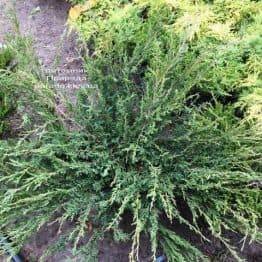 Ялівець козацький Блю Данау / Блю Данубіа (Juniperus sabina Blaue Donau / Blue Danube) ФОТО Розплідник рослин Природа Priroda (250)