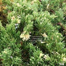 Ялівець китайський експансії Варієгата (Juniperus chnensis Expansa Variegata) ФОТО Розплідник рослин Природа Priroda (265)