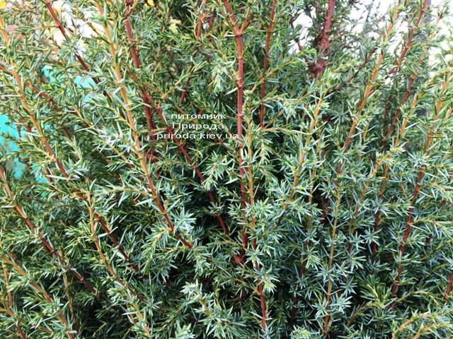 Можжевельник обыкновенный Хиберника (Juniperus communis Hibernica) ФОТО Питомник растений Природа Priroda (238)