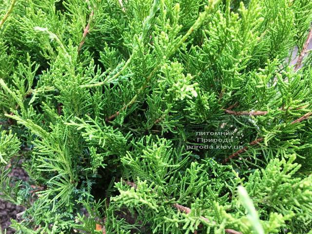 Ялівець середній / пфітцеріана Мінт Джулеп (Juniperus media / pfitzeriana Mint Julep) ФОТО Розплідник рослин Природа Priroda (246)