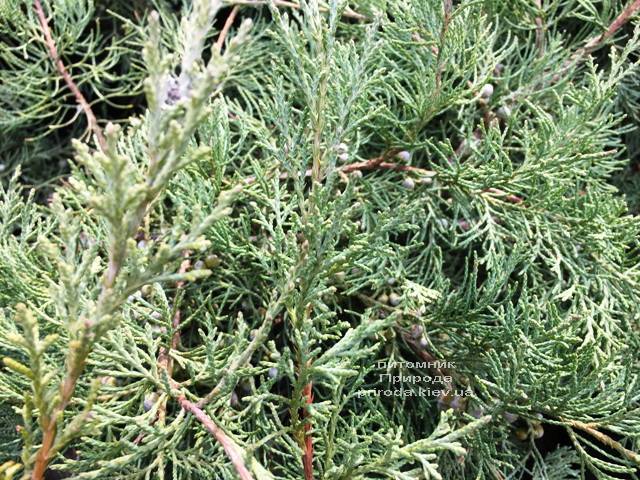 Можжевельник виргинский Хетц (Juniperus virginiana Hetz) ФОТО Питомник растений Природа Priroda (256)