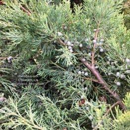 Можжевельник виргинский Хетц (Juniperus virginiana Hetz) ФОТО Питомник растений Природа Priroda (257)