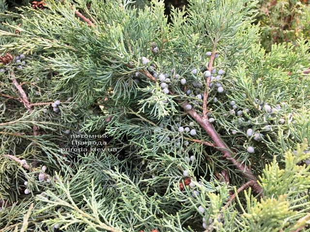 Можжевельник виргинский Хетц (Juniperus virginiana Hetz) ФОТО Питомник растений Природа Priroda (257)