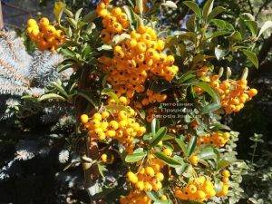 Пираканта (Pyracantha) ФОТО Питомник растений Природа Priroda (1)