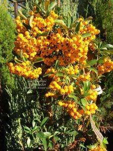 Пираканта (Pyracantha) ФОТО Питомник растений Природа Priroda (2)