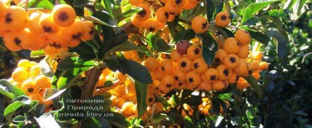 Пираканта (Pyracantha) ФОТО Питомник растений Природа Priroda (5)