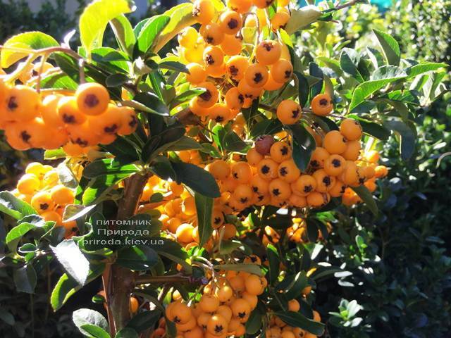 Пираканта (Pyracantha) ФОТО Питомник растений Природа Priroda (5)