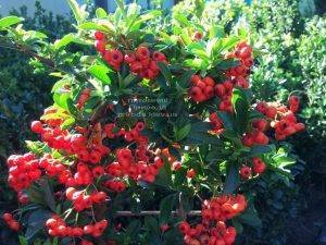 Пираканта (Pyracantha) ФОТО Питомник растений Природа Priroda (3)