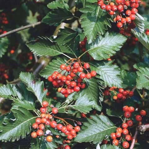 Рябина промежуточная (шведская / скандинавская) (Sorbus intermedia) ФОТО Питомник растений Природа Priroda (22)