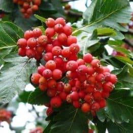 Рябина промежуточная (шведская / скандинавская) (Sorbus intermedia) ФОТО Питомник растений Природа Priroda (24)