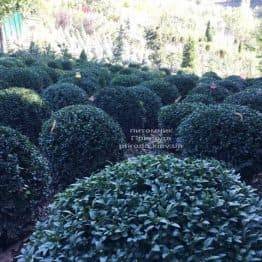 Самшит вічнозелений Куля (Buxus sempervirens Boll) ФОТО Розплідник рослин Природа Priroda (20)