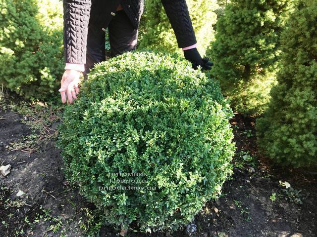 Самшит вічнозелений Куля (Buxus sempervirens Boll) ФОТО Розплідник рослин Природа Priroda (23)