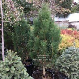 Сосна чорна Грін Тауер (Pinus nigra Green Tower) ФОТО Розплідник рослин Природа Priroda (118)