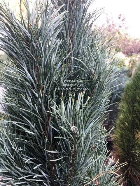Сосна обыкновенная Фастигиата (Pinus sylvestris Fastigiata) ФОТО Питомник растений Природа Priroda (115)