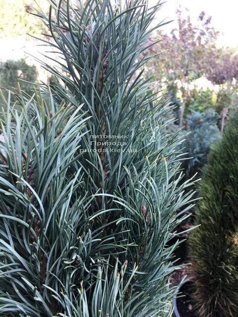 Сосна обыкновенная Фастигиата (Pinus sylvestris Fastigiata) ФОТО Питомник растений Природа Priroda (116)