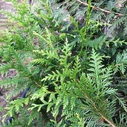 Туя складчаста Корнік (Thuja plicata Kornik) ФОТО Розплідник рослин Природа Priroda (81)