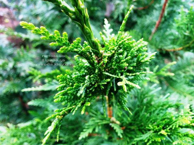 Туя складчатая Корник (Thuja plicata Kornik) ФОТО Питомник растений Природа Priroda (82)