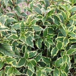 Вейгела цветущая Вариегата (Weigela florida Variegata) ФОТО Питомник растений Природа Priroda