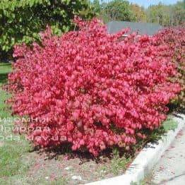 Бересклет крылатый (Euonymus alatus) ФОТО Питомник растений Природа (20)