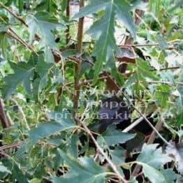 Берёза повислая Далекарлика (Betula pendula Dalecarlica) ФОТО Питомник растений Природа (Priroda) (18)