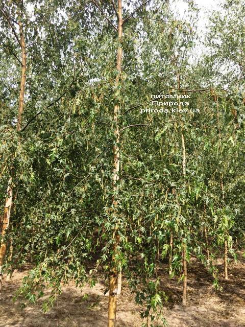Берёза повислая Далекарлика (Betula pendula Dalecarlica) ФОТО Питомник растений Природа (Priroda) (22)