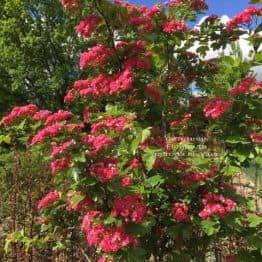 Боярышник колючий (обыкновенный) Пол Скарлет (Crataegus x media Paul's Scarlet) ФОТО Питомник растений Природа Priroda (9)