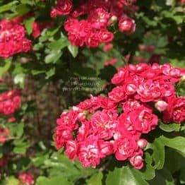 Глід колючий (звичайний) Пол Скарлет (Crataegus x media Paul's Scarlet) ФОТО Розплідник рослин Природа Priroda (18)