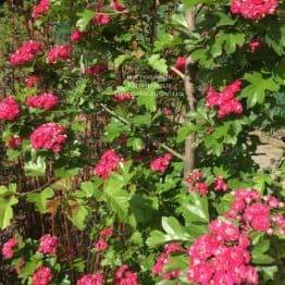 Глід колючий (звичайний) Пол Скарлет (Crataegus x media Paul's Scarlet) ФОТО Розплідник рослин Природа Priroda (14)