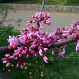 Церцис канадский (Cercis canadensis) ФОТО Питомник растений Природа (Priroda) (1)