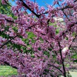 Церцис канадский (Cercis canadensis) ФОТО Питомник растений Природа (Priroda) (3)