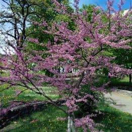 Церцис канадський (Cercis canadensis) ФОТО Розплідник рослин Природа (Priroda) (8)