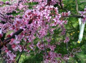 Церцис канадский Лавендер Твист (Cercis canadensis Lavender Twist) ФОТО Питомник растений Природа (Priroda) (19)