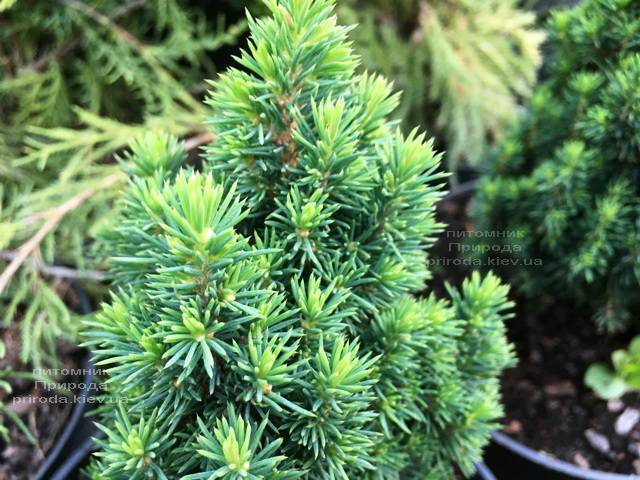 Ель канадская Лаурин (Picea glauca Laurin) ФОТО Питомник растений Природа Priroda (298)