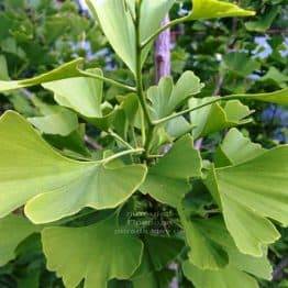 Гинкго двулопастный билоба (Ginkgo biloba) ФОТО Питомник растений Природа Priroda (3)