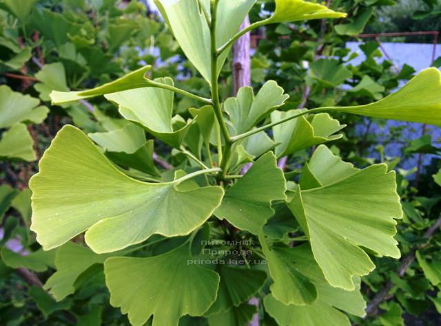 Гинкго двулопастный билоба (Ginkgo biloba) ФОТО Питомник растений Природа Priroda (3)