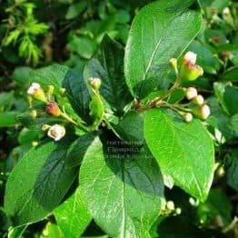 Кизильник блискучий (Cotoneaster lucidus) ФОТО Розплідник рослин Природа Priroda (24)