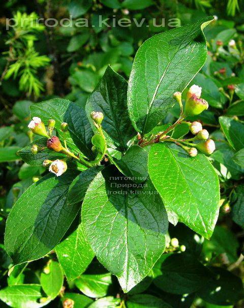 Кизильник блестящий (Cotoneaster lucidus) ФОТО Питомник растений Природа Priroda (24)