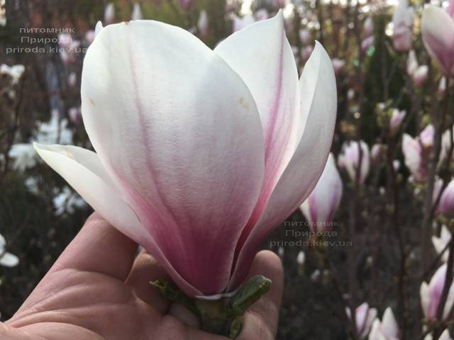 Магнолія Суланжа (Magnolia soulangeana) ФОТО Розплідник рослин Природа Priroda (120)