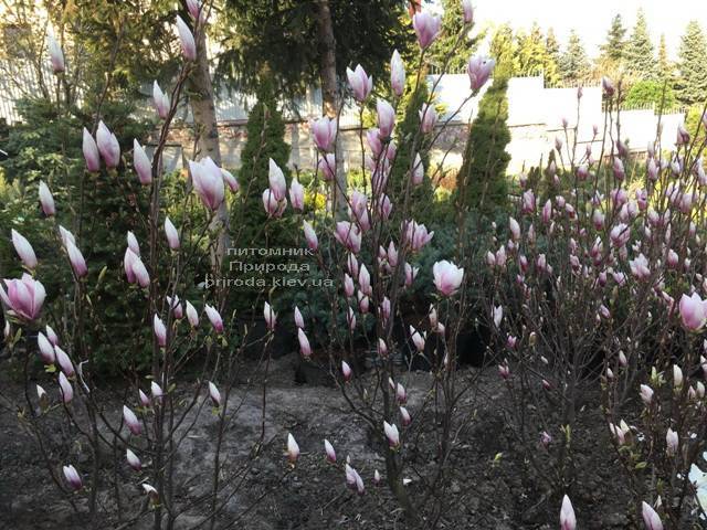Магнолия Суланжа (Magnolia soulangeana) ФОТО Питомник растений Природа Priroda (127)