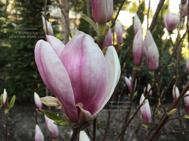 Магнолия Суланжа (Magnolia soulangeana) ФОТО Питомник растений Природа Priroda (128)