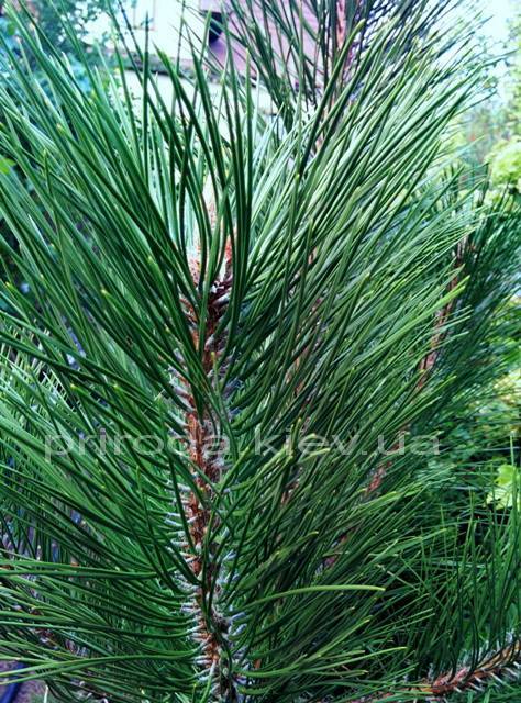Сосна крымская (Pinus pallasiana) ФОТО Питомник растений Природа Priroda (122)