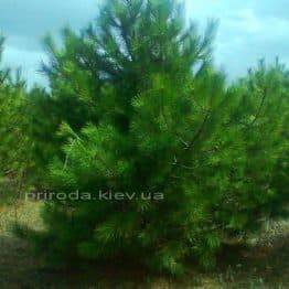 Сосна крымская (Pinus pallasiana) ФОТО Питомник растений Природа Priroda (124)