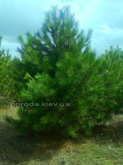 Сосна крымская (Pinus pallasiana) ФОТО Питомник растений Природа Priroda (124)